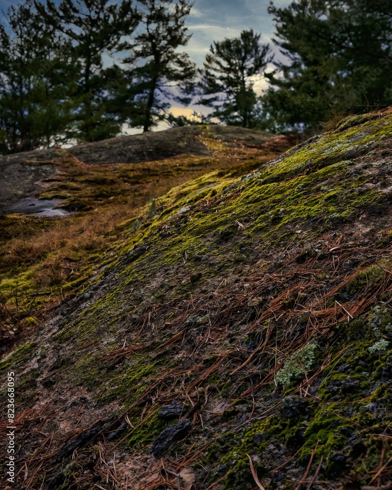 Fototapeta premium path in the forest