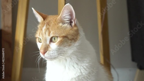 Wallpaper Mural Closeup of a curious orange and white cat looking at camera Torontodigital.ca