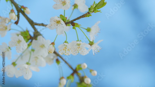 Sweet Cherry. Wild Cherry Or Prunus Avium Flowers With A Beautiful White Blossom In Early Spring. Close up.