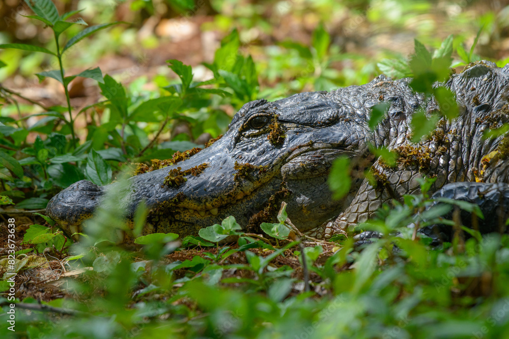 Fototapeta premium Alligator hidding in the weeds