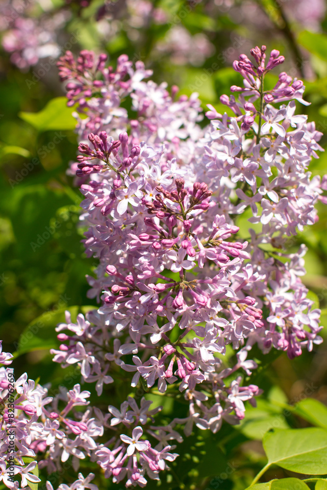 lilac trees in a lilac garden. Cultivation of various breeding lilac bushes, lush clusters of lilacs lilac trees in a lilac garden. Cultivation of various breeding lilac bushes, lush clusters of lilacs