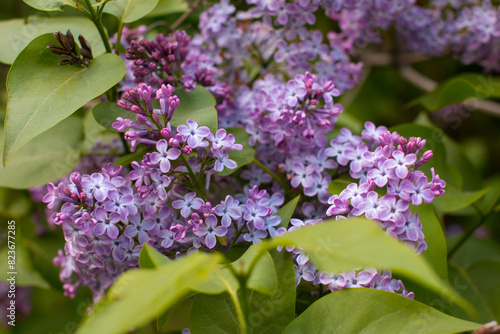 lilac trees in a lilac garden. Cultivation of various breeding lilac bushes, lush clusters of lilacs