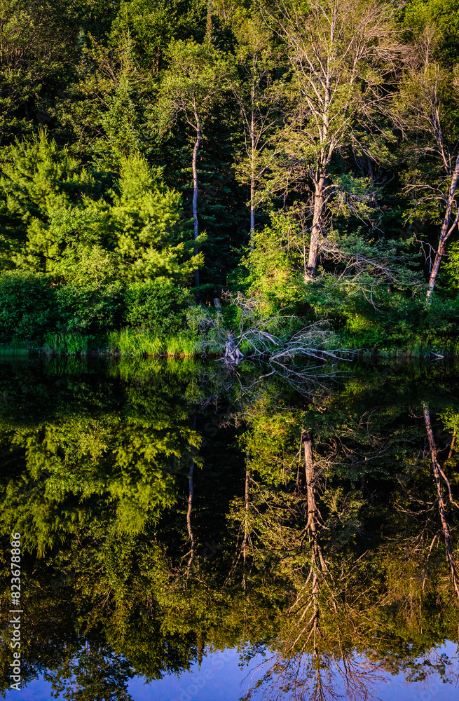 reflections in the forest reflections in the forest