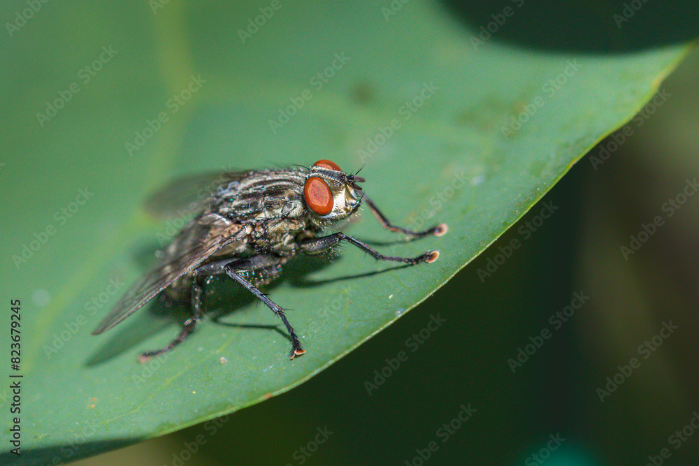fly sitting on a leaf close-up fly sitting on a leaf close-up