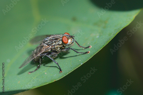 fly sitting on a leaf close-up