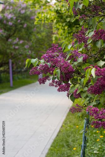 lilac trees in a lilac garden. Cultivation of various breeding lilac bushes, lush clusters of lilacs