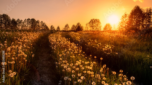 Field of dandelions at sunset. Summer landscape.