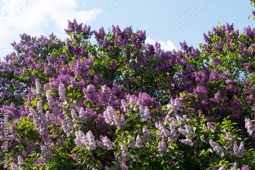 lilac trees in a lilac garden. Cultivation of various breeding lilac bushes  lush clusters of lilacs