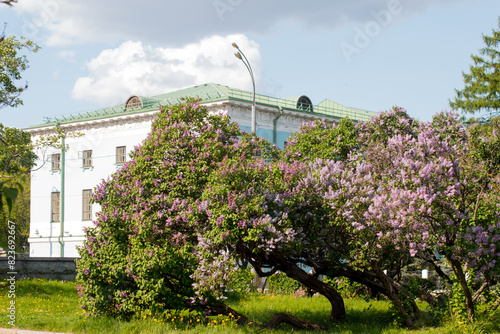 blooming lilac on the background of the house. Urban landscape
