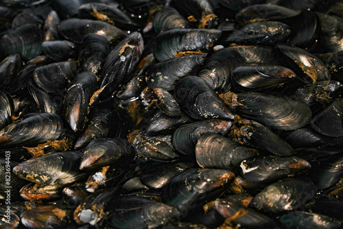 Fresh Mussels ready to cook as background photo