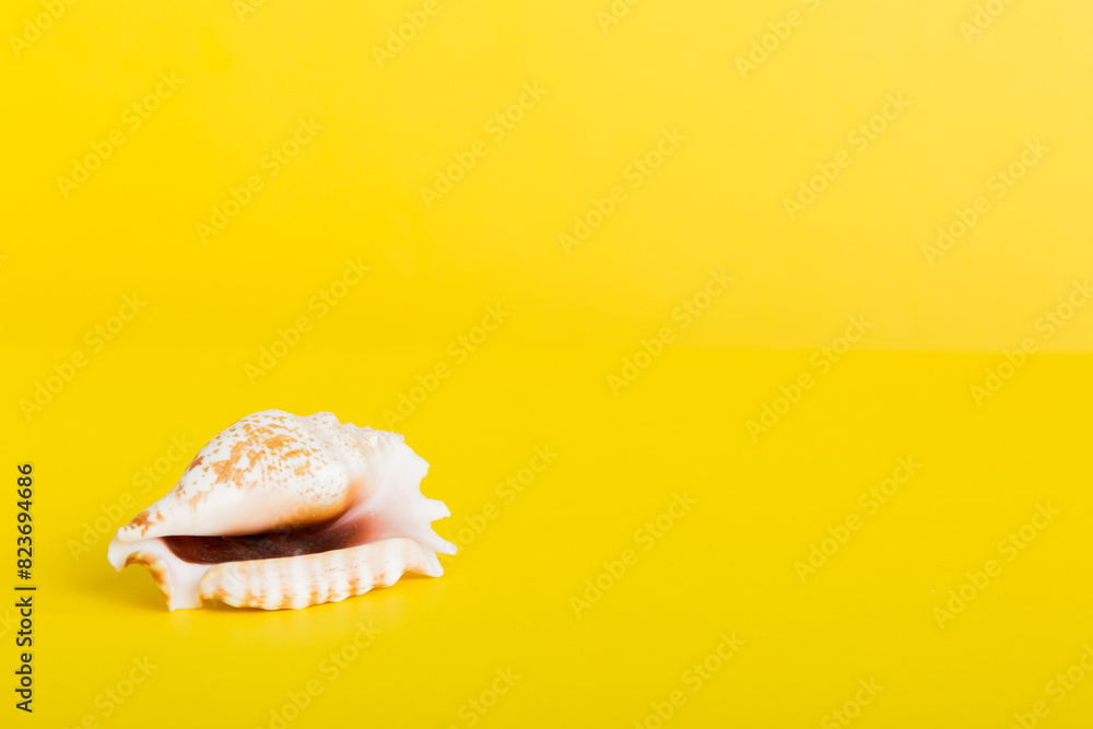 Summer time concept with sea shells or starfish on a table background with copy space for text Summer time concept with sea shells or starfish on a table background with copy space for text