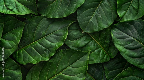 Close-up of a seamless leaf pattern in nature, showcasing green symmetry