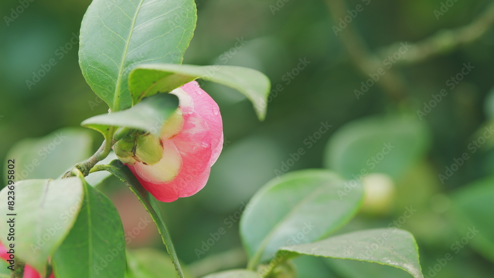 Incredible Beautiful Camellia In Spring Garden. Pink Japanese Camellia Flower With Green Leaves.