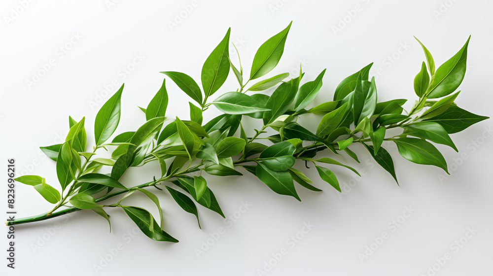 fresh rosemary on white background fresh rosemary on white background