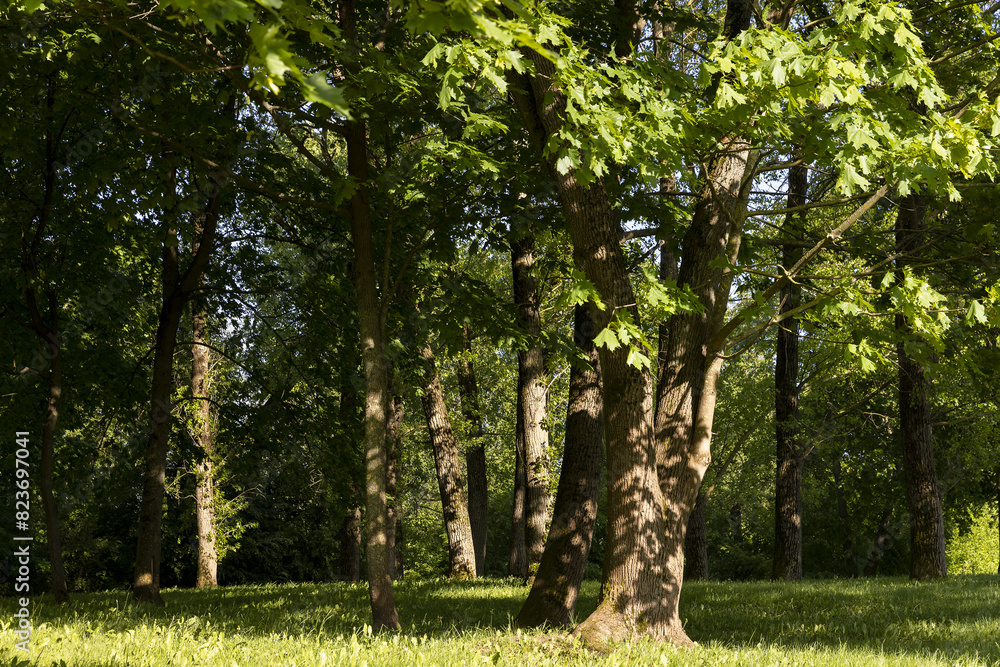 Fototapeta premium maples and other deciduous trees in the park in spring