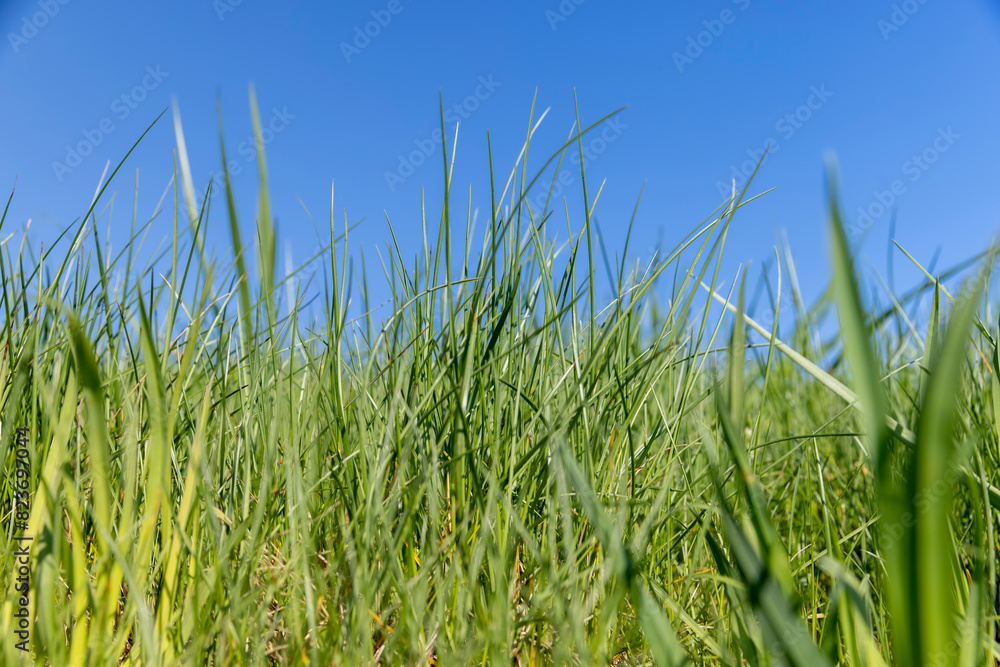 Fototapeta premium green grass growing on a hill in spring