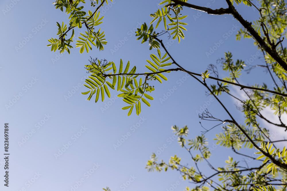beautiful new rowan foliage in sunny weather