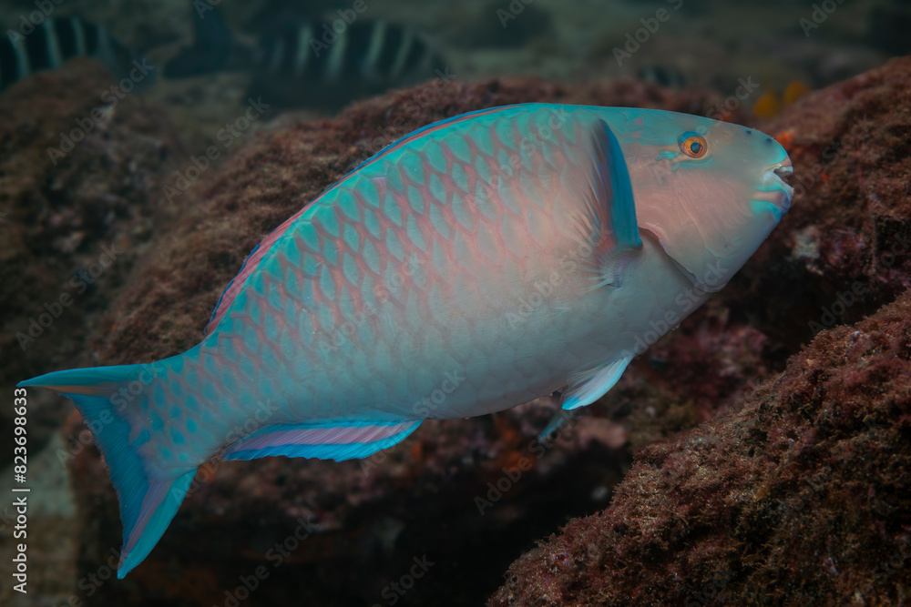 Bluechin parrotfish in the Pacific Ocean Bluechin parrotfish in the Pacific Ocean