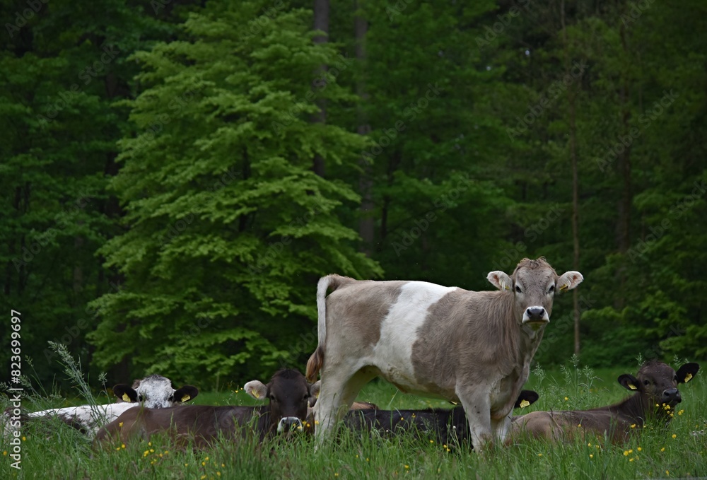 Fototapeta premium calves lie and one stands in a clearing near the forest
