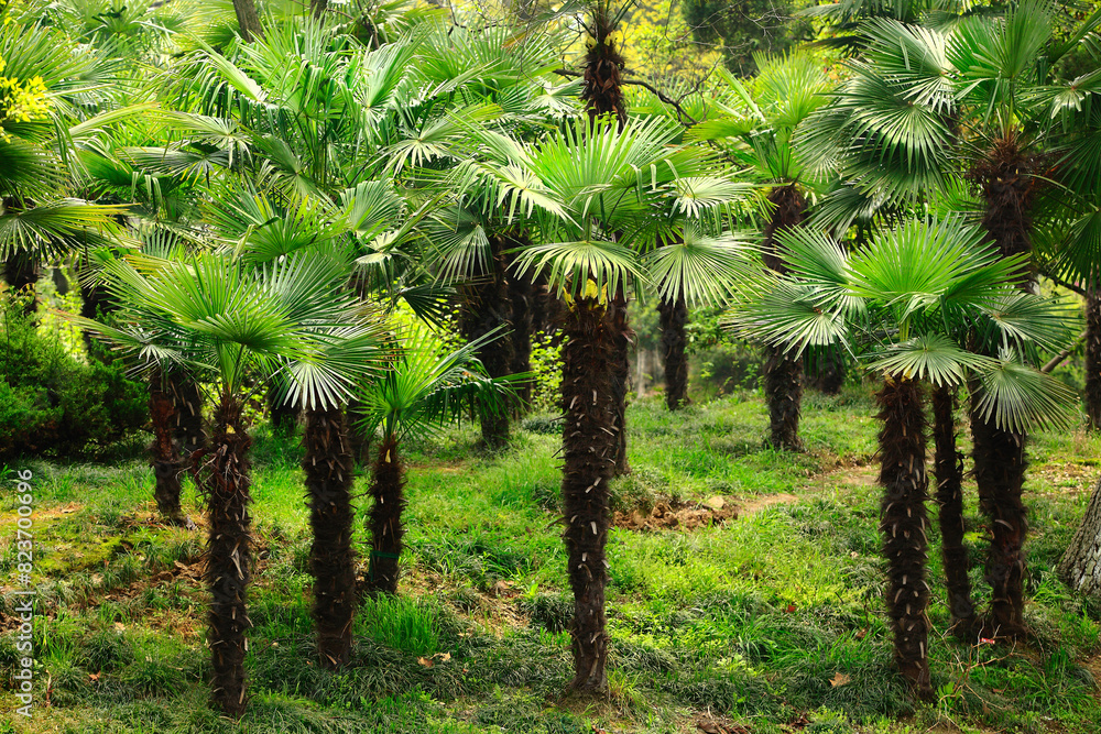 A dense cluster of palm trees, creating a dramatic and textured scene A dense cluster of palm trees, creating a dramatic and textured scene