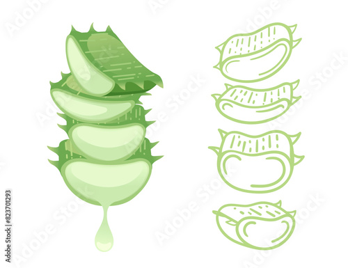 Aloe vera plant pieces with juice drops vector illustration isolated on white background