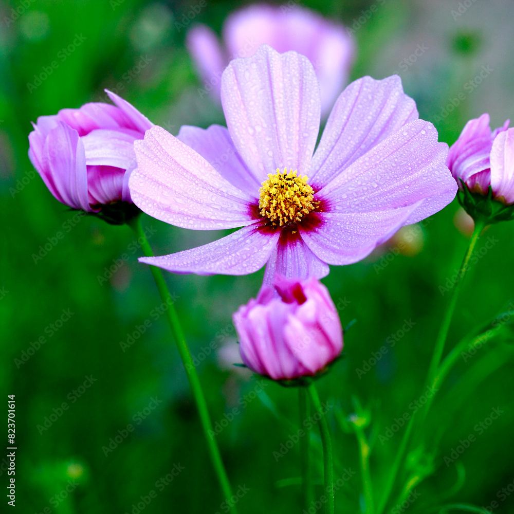 A cluster of purple cosmos flowers with dew-covered petals A cluster of purple cosmos flowers with dew-covered petals