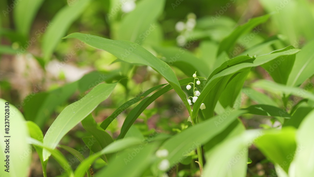 Glade of lilies of valley growing in spring among trees. Convallaria majalis. Slow motion. Glade of lilies of valley growing in spring among trees. Convallaria majalis. Slow motion.