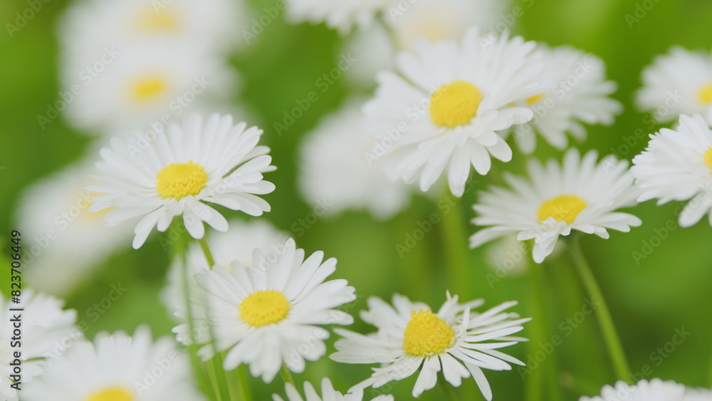 Beautiful daisies swaying in the wind on a blurred background. Spring and summer time. Close up.