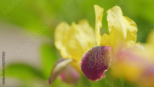 Yellow iris flowers in summer garden. Bearded rhizomatous irises. Slow motion. photo