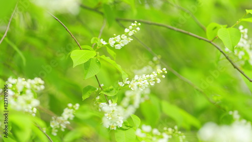 Prunus padus grows and blooms in the garden in spring. Hagberry or mayday tree. Spring blooming. Slow motion. photo