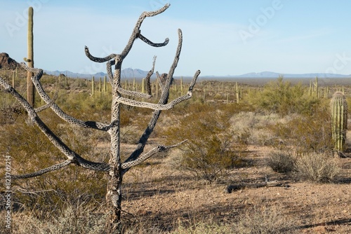 Tableau sur toile Cactus skeleton in the desert landscape of Southern Arizona at dusk