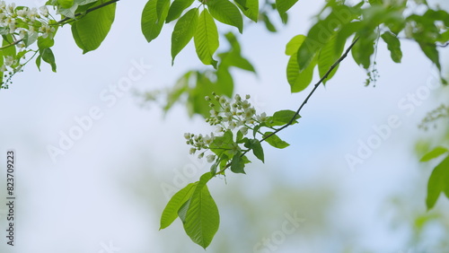 Springtime concept. Blossoming bird cherry branch. Flowering plant in the rose family rosaceae. Slow motion. photo