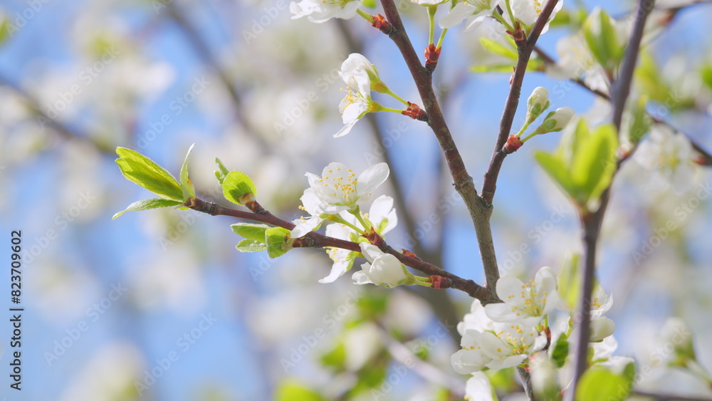 Sakura flowers on branches cherry tree. Beautiful sunny spring blooming cherry orchard. Slow motion.