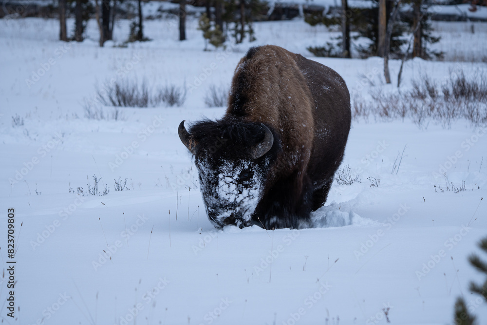 Naklejka premium Bison Mask - Buffalo searching for food in the rough winter of Yellowstone