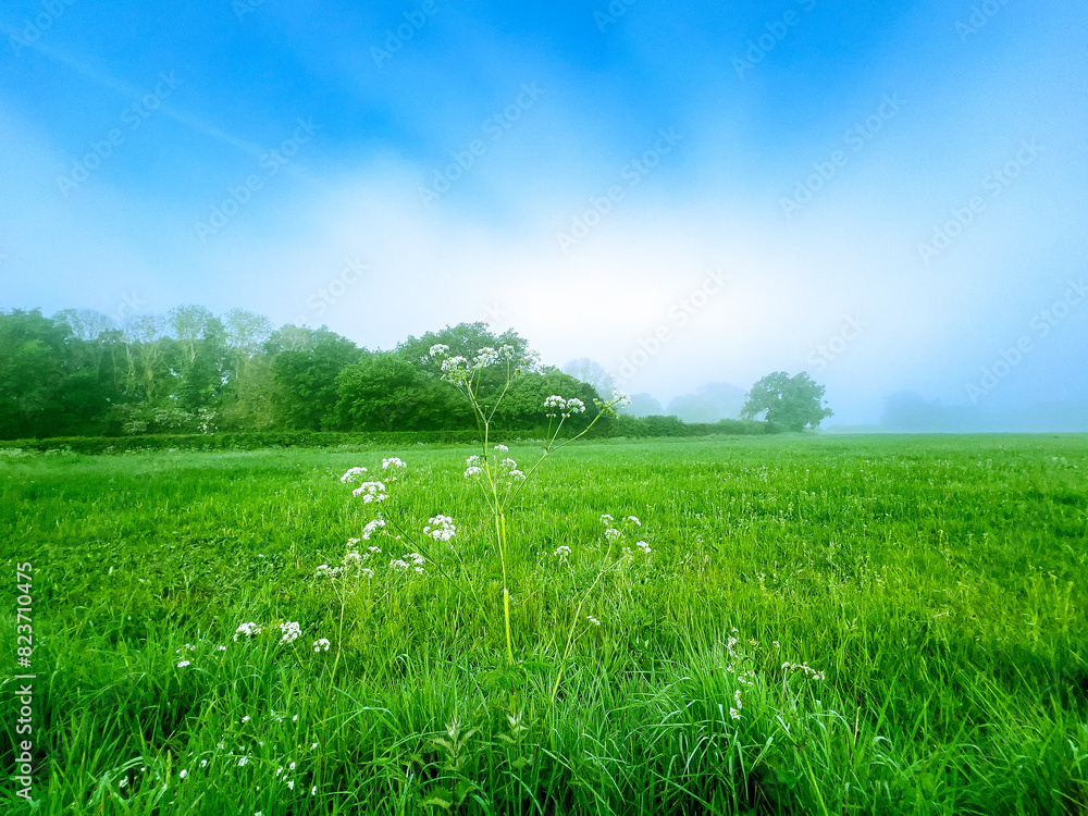 Obraz premium green field and blue sky