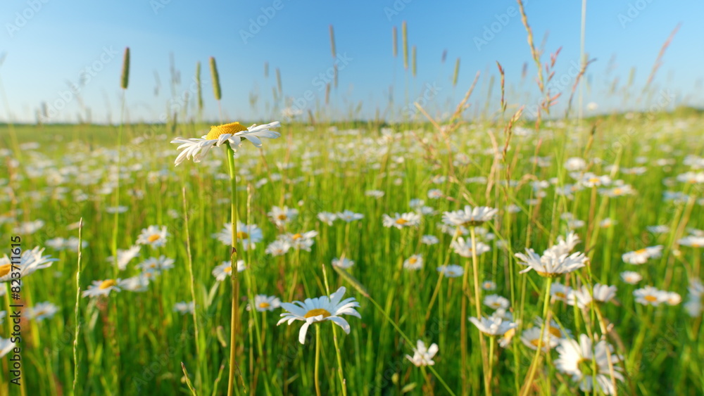 Field with chamomile flowers and blue sky. Chamomile field in summer sunny day. Europe in summer evening. Wide shot.