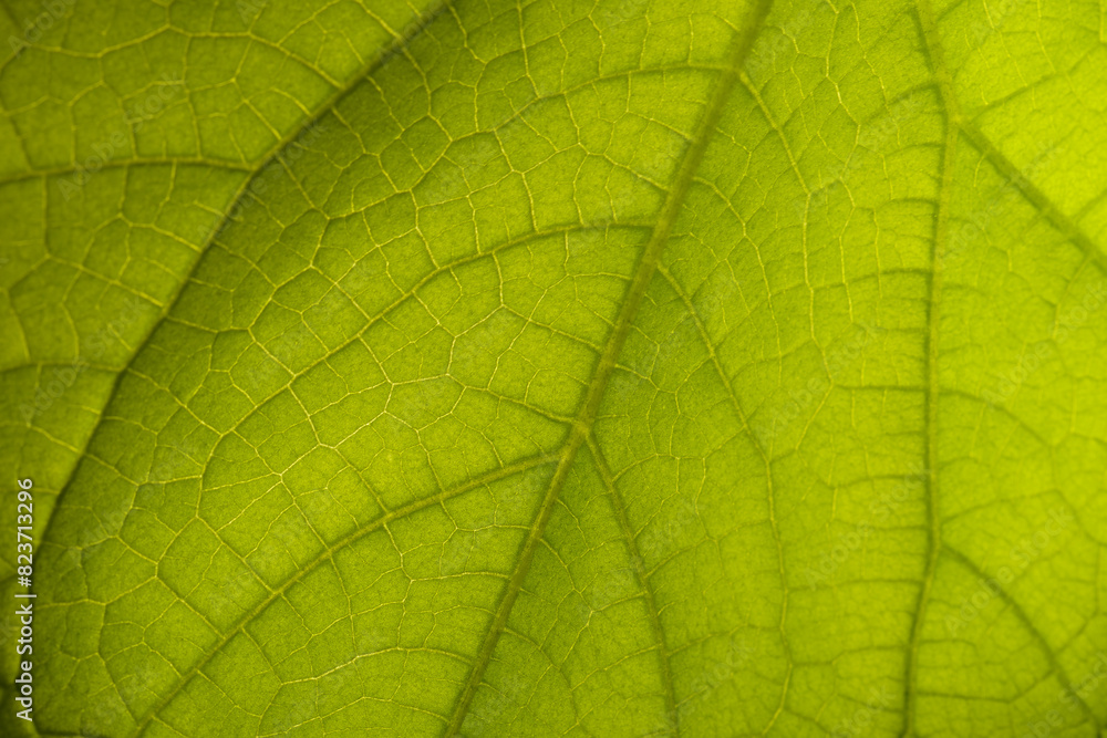 Cucumber leaf background close up. Abstract natural background. Cucumber leaf background close up. Abstract natural background.