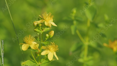 St. John s wort flower hypericum perforatum. Bush of yellow herb st john s wort. photo