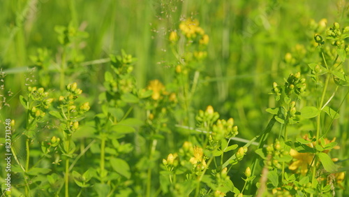 In the wild bloom hypericum perforatum. Yellow blossoms of hypericum perforatum, a herbal medicine. photo