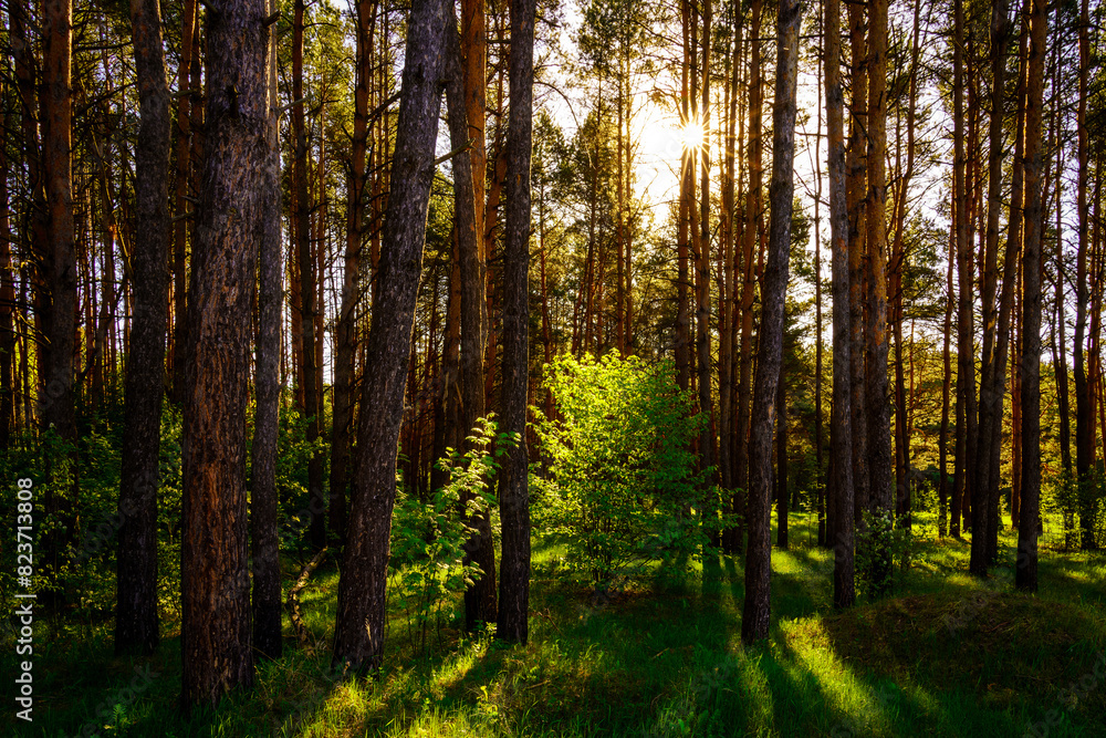 Sunbeams streaming through the pine trees and illuminating the young green foliage on the bushes in the pine forest in spring. Sunbeams streaming through the pine trees and illuminating the young green foliage on the bushes in the pine forest in spring.