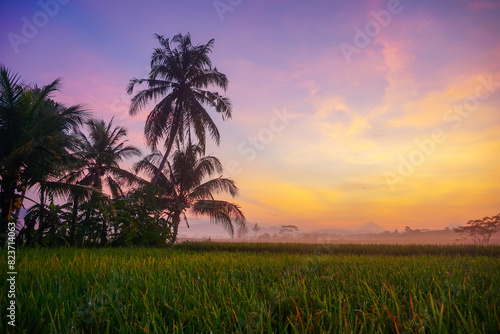 Beautiful sunrise in the rice fields plantation with the coconut tree. 