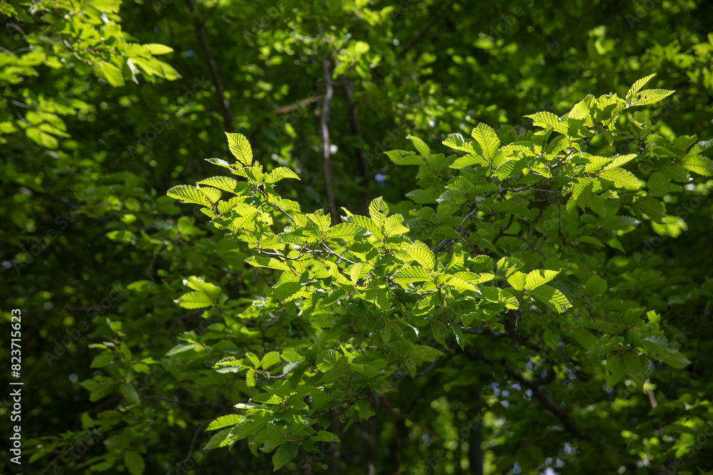Spring bright green background of young beech leaves in sunlight. High quality photo Spring bright green background of young beech leaves in sunlight. High quality photo
