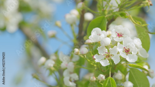 Fototapeta Naklejka Na Ścianę i Meble -  Sakura or pear blossom flower full bloom. White flowers in the spring garden. Close up.