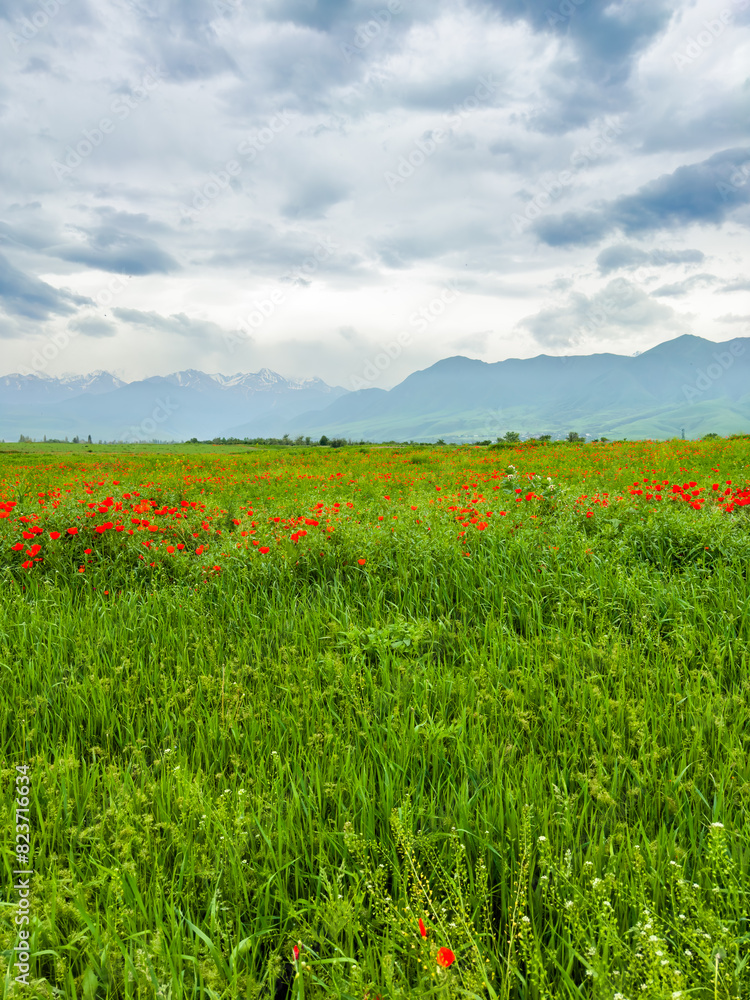 Beautiful flowers of red poppies in the mountains. Spring landscape Beautiful flowers of red poppies in the mountains. Spring landscape