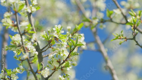 Fruit orchards blooming. Branch with beautiful white spring cherry. Slow motion.