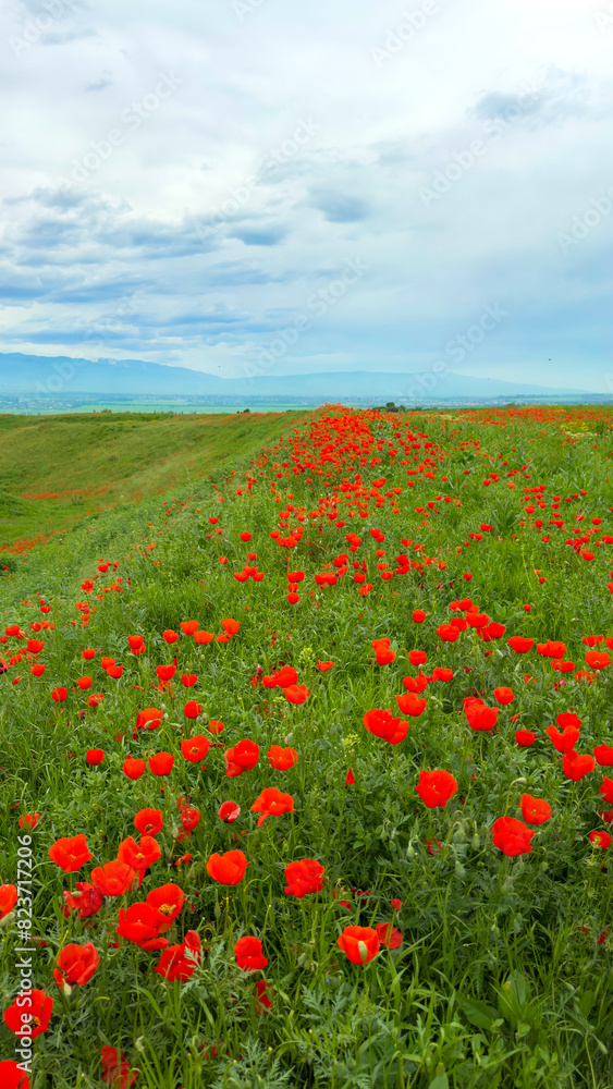 Beautiful flowers of red poppies in the mountains. Spring landscape Beautiful flowers of red poppies in the mountains. Spring landscape