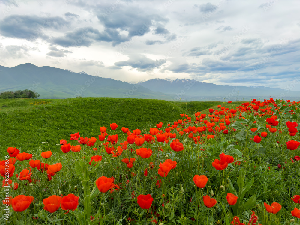 Beautiful flowers of red poppies in the mountains. Spring landscape