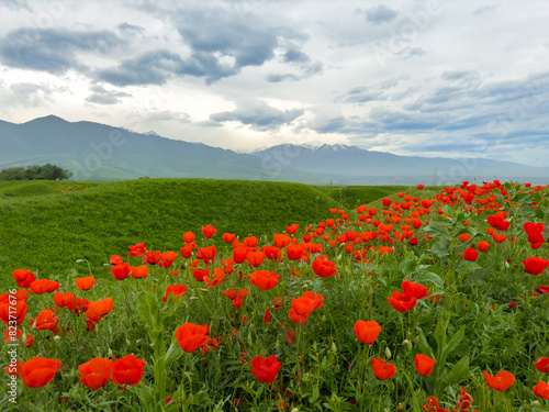 Beautiful flowers of red poppies in the mountains. Spring landscape