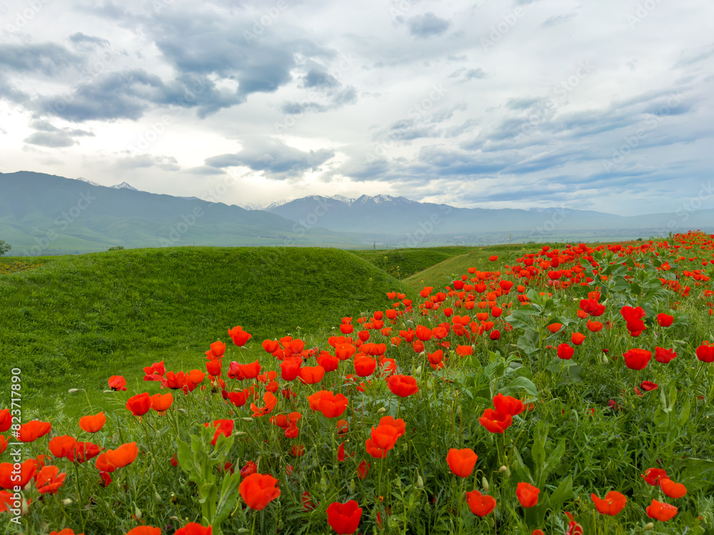 Beautiful flowers of red poppies in the mountains. Spring landscape Beautiful flowers of red poppies in the mountains. Spring landscape