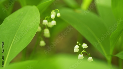 Flowers of lily of valley. Delicate fragrant flower bloomed. Convallaria majalis. Slow motion. photo